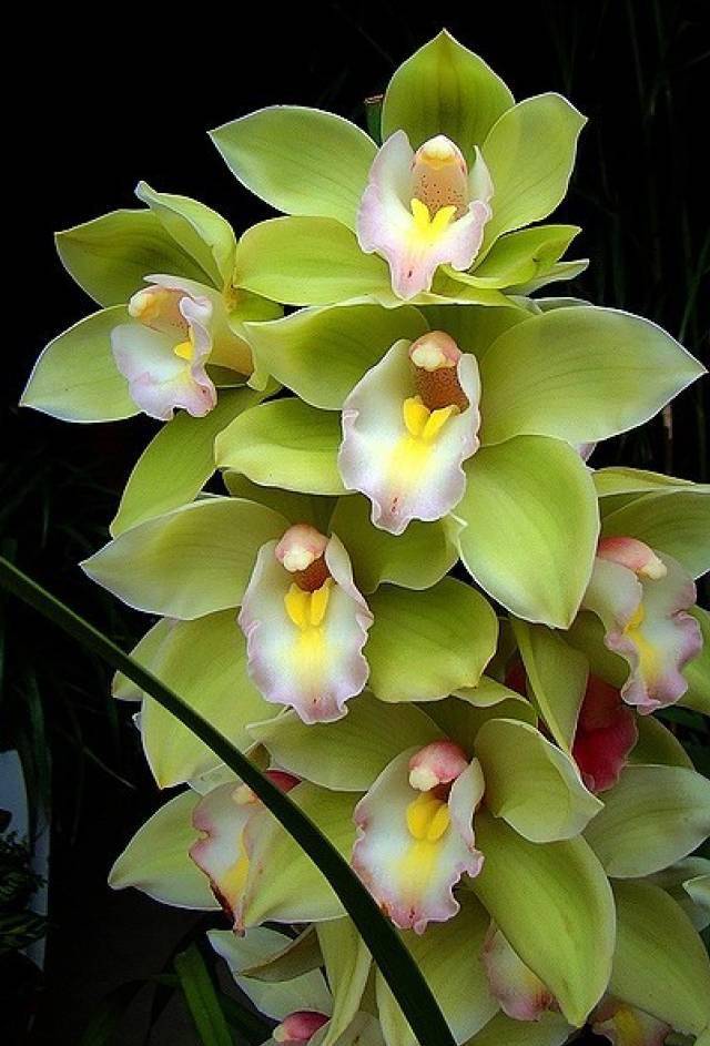 100种最美兰花,大饱眼福,邀君共赏!