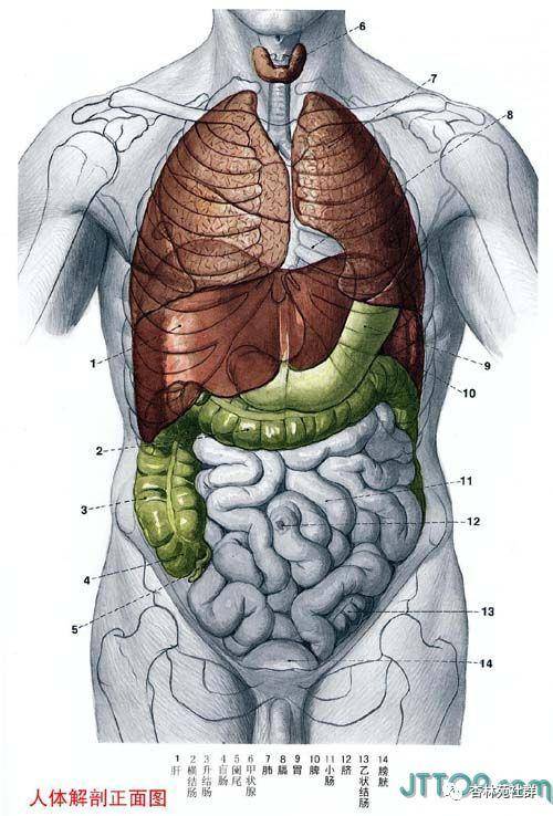 人体解剖学 改定42版-