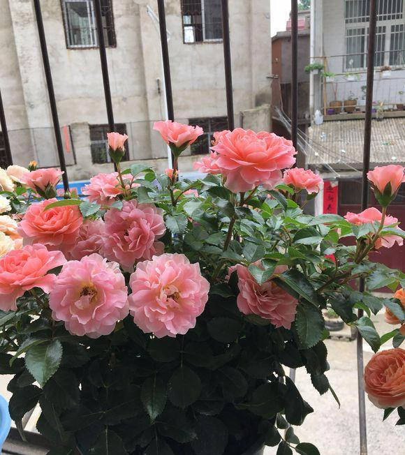 香香公主月季,好看好养,香味十足,不养肯定后悔!