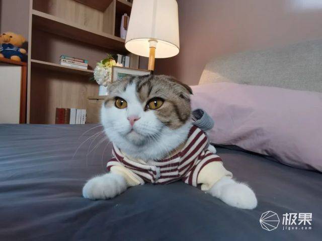 (华为nova7 pro拍摄的猫咪自拍)