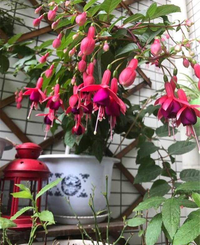 养花需"谨慎",客厅养"倒挂金钟",观赏性强又旺宅