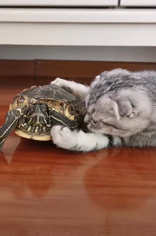 猫咪抓住乌龟要啃腿,乌龟收缩后发抖,提心吊胆的龟:凉了