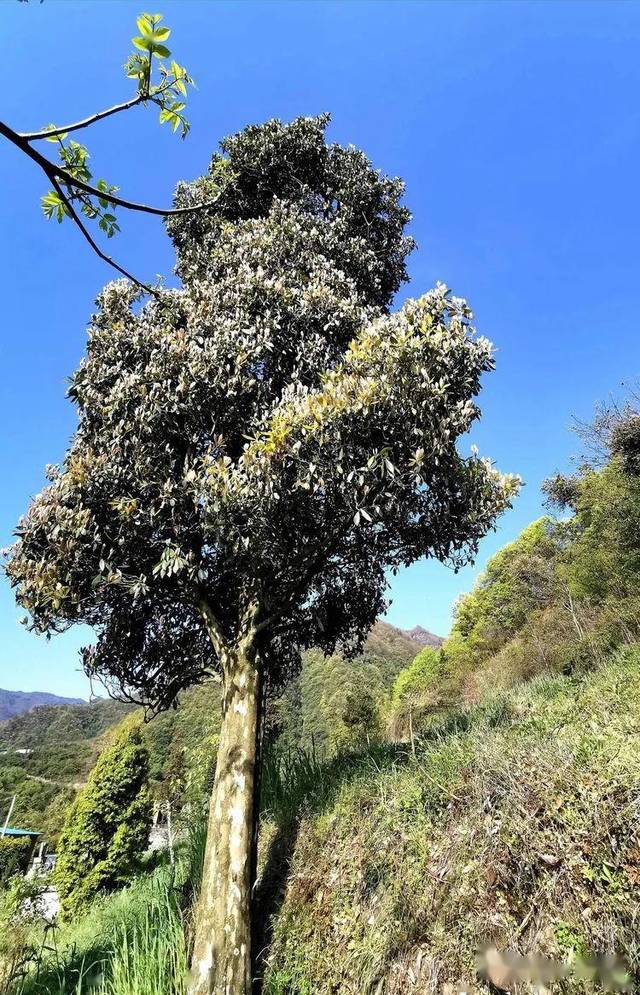 高大喬木老蔭茶樹