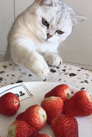 猫咪想要偷吃草莓伸手就往盆里掏结果不尽人意