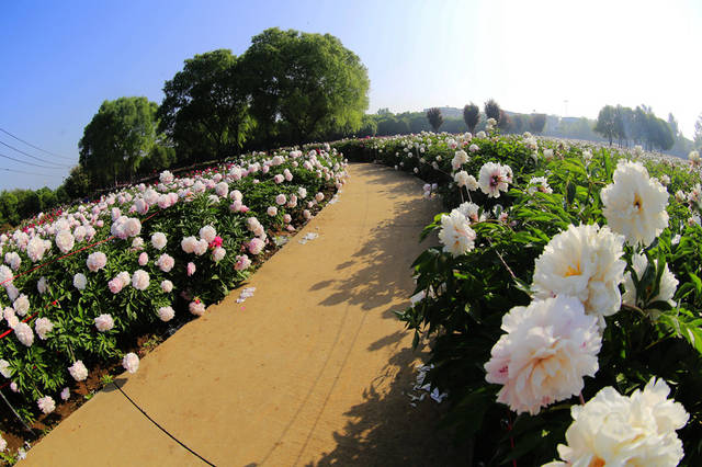 原創:20年5月2日洛陽國際牡丹園