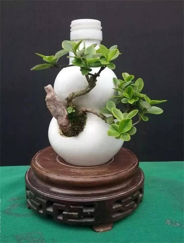 见过盆景,你见过瓶景吗?