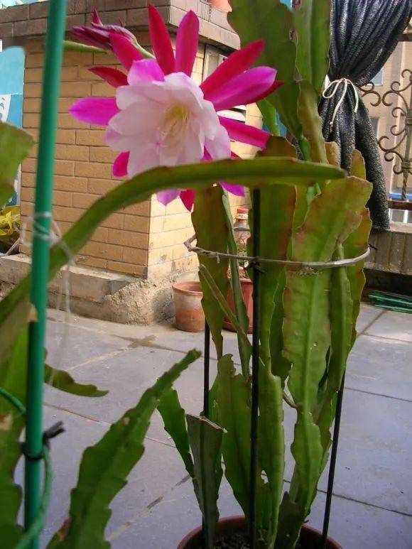 令箭荷花迎来花期,只长叶不开花,4个方面没做到位!