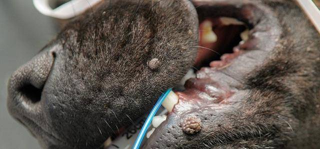 什么是犬疣?那些突然长在狗狗皮肤上的小菜花,该如何处理掉?