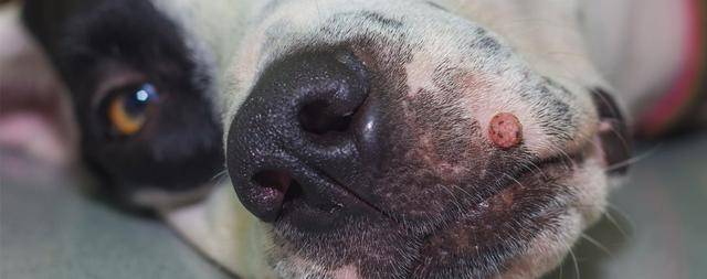 什么是犬疣?那些突然长在狗狗皮肤上的小菜花,该如何处理掉?
