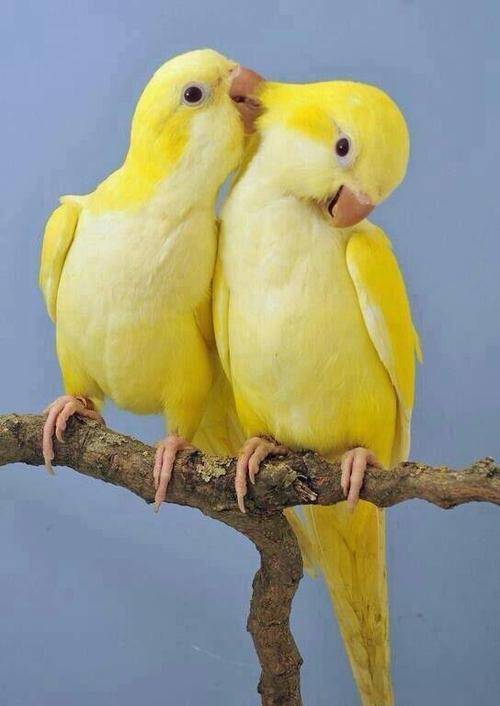 养鸟人基础手册之鸟届二哈,这鹦鹉到底哪来的,收下鹦鹉选择手册