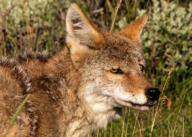 灰狼体毛颜色以灰色居多,也有棕色,黑和白灰色.