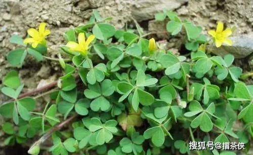 农村常见一种野草人称钩钩草是一味难得的中药