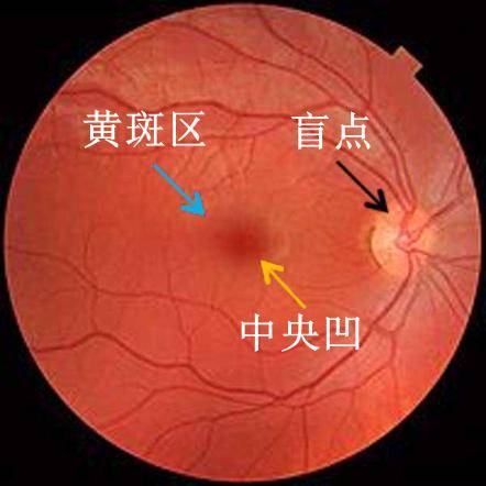 生理?心理?——光与视觉【云里·悟理