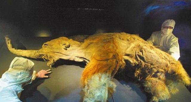 (被发现的猛犸象)