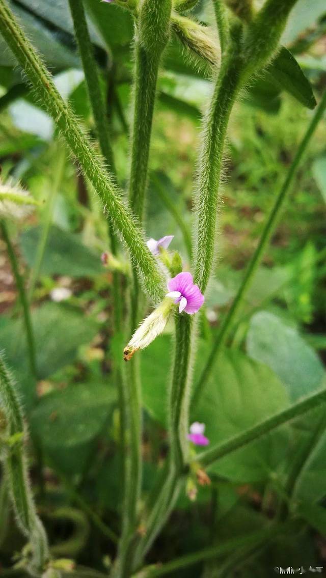 毛豆开花很袖珍, 大多呈紫色或白色, 像mini版的豌豆花.