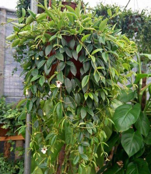 柳叶吊兰叶片总是掉落,做好以下几点,轻松恢复生机_手机搜狐网