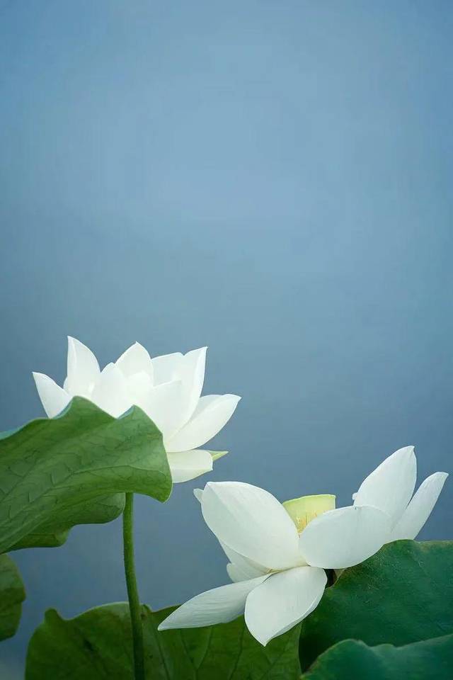 古琴《沉睡的莲花》| 清雅,平和,孤远_手机搜狐网