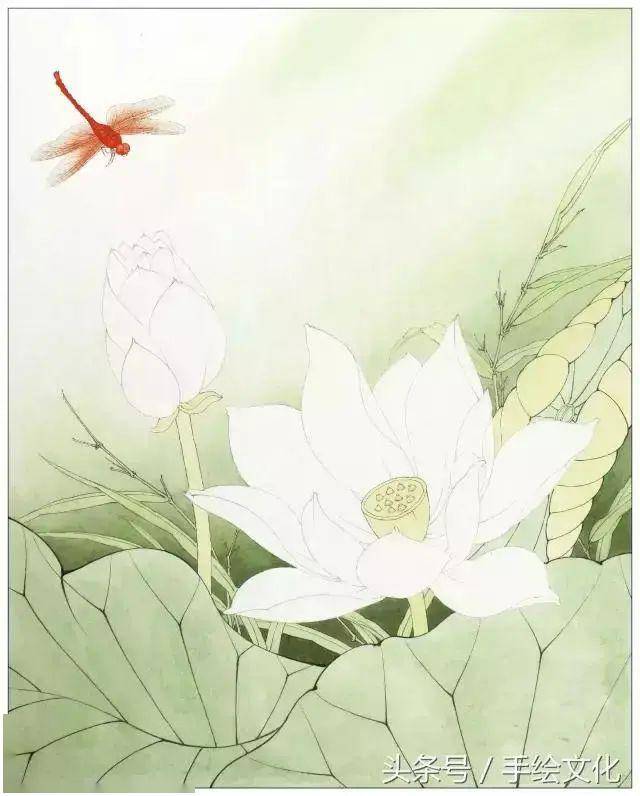 荷花及蜻蜓图拓稿、勾线、做旧_墨绿色