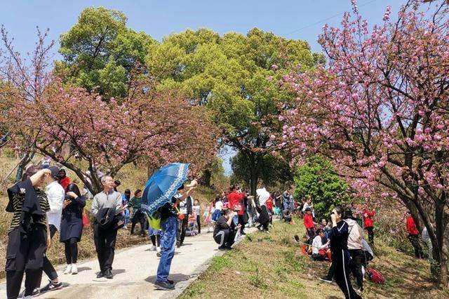 春天,石峰公园樱花开放,吸引了诸多市民前来观赏记者 刘震 摄