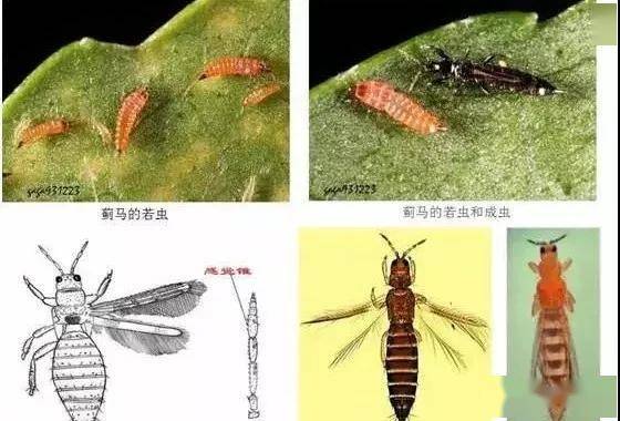 蓟马危害高清图谱详解 柑桔叶蓟马虫危害图片 双偶网