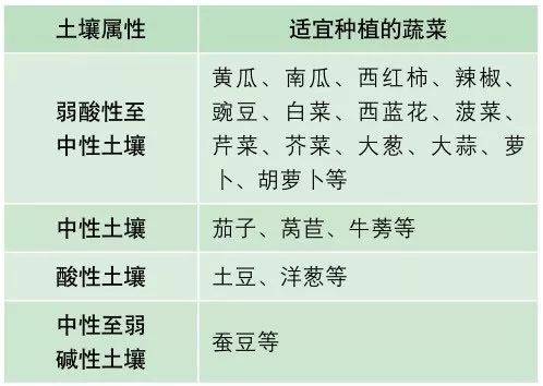 十厘米的土壤能做什么,阳台种蔬菜足矣