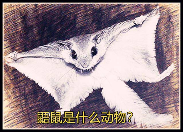 海贼王飞鼠,海贼王,海贼王吧_大山谷图库