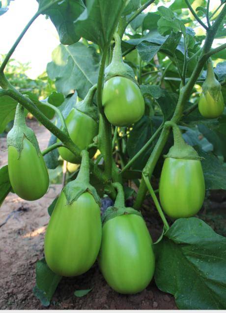 绿帅罐茄种子 抗叶霉病绿色茄子品种