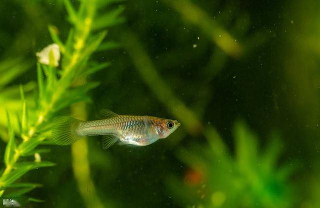 辟谣!孔雀鱼针尾病是寄生虫病,了解针尾病的防治方法