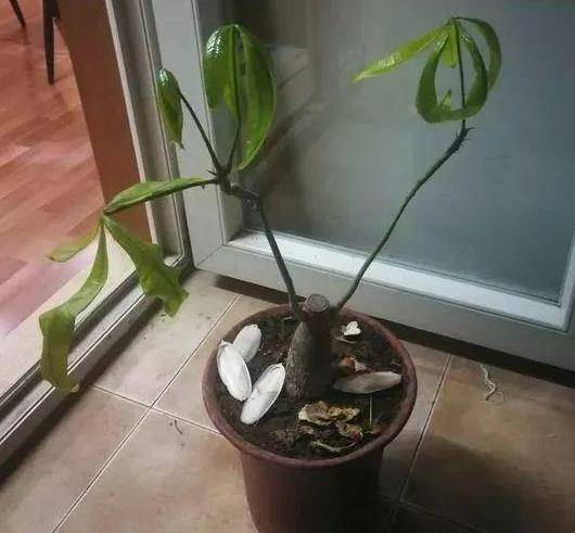 家里养发财树黄叶严重?利用"刻芽"催新叶,植株长得又快又好