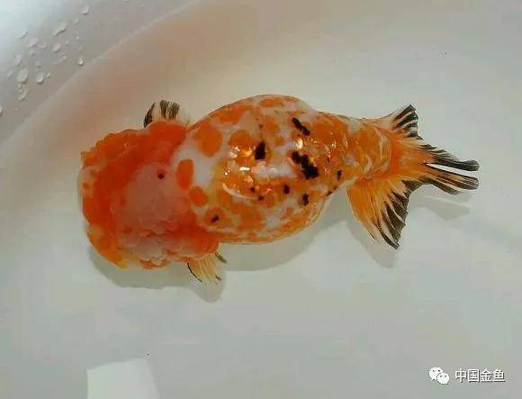 无腿吸金兽!(一)