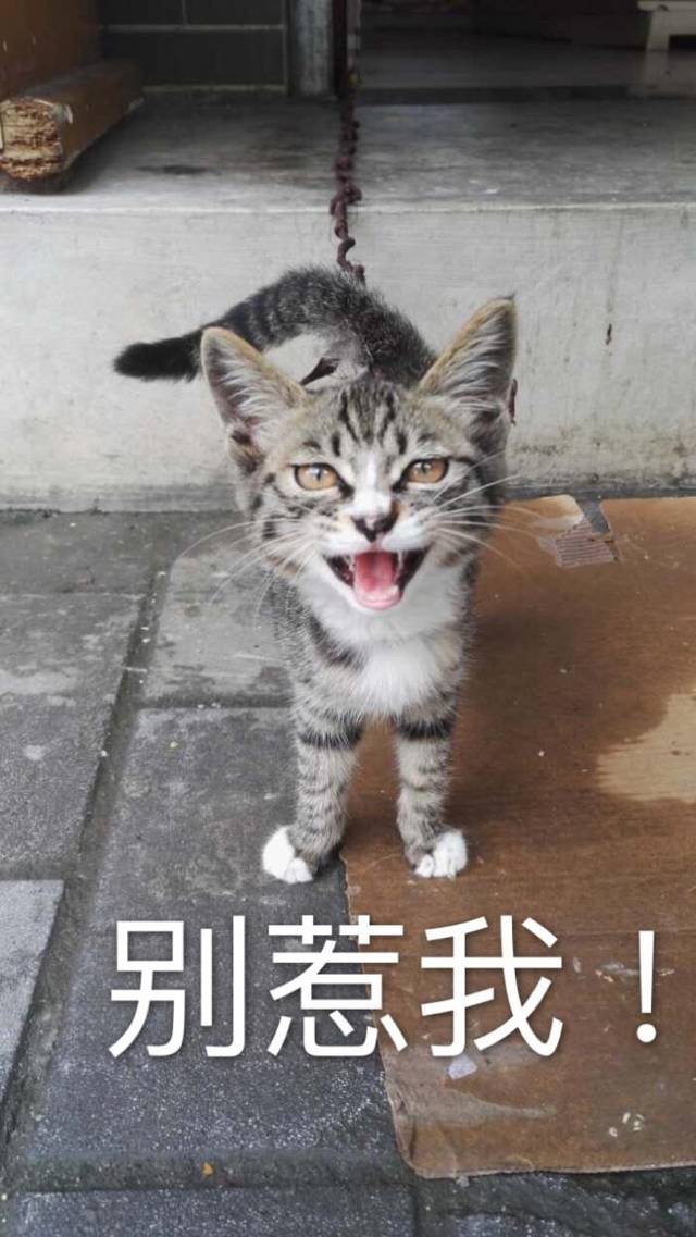 早就提醒你,别惹猫咪