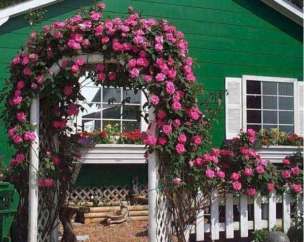 这几种月季爱攀爬,花开爬满整个院子,真是太壮观了_手机搜狐网