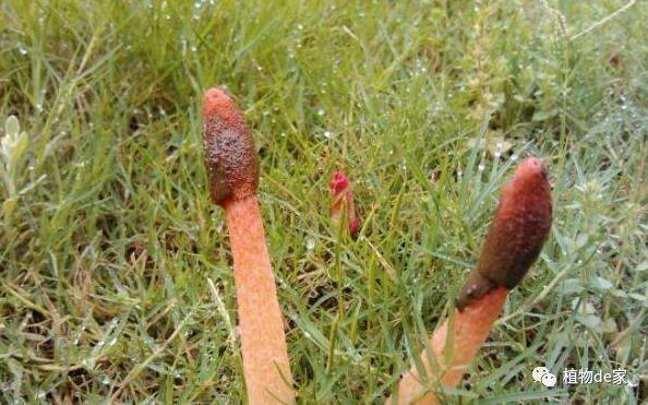 这植物,学名“红笔鬼”,是滋补佳品,野外不常见,遇到别错过!_手机搜狐网