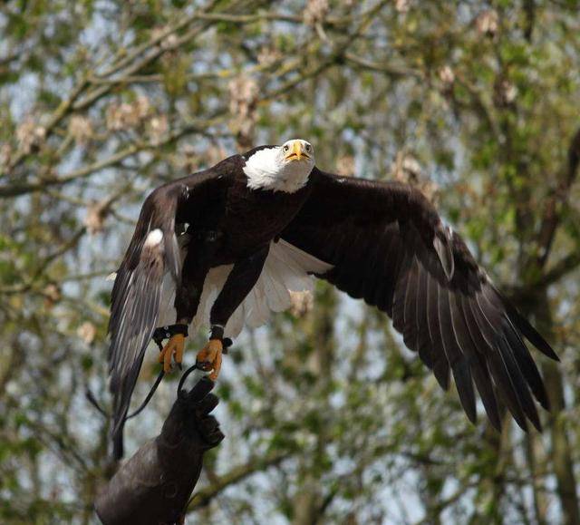 英国宣布灭绝的"白尾鹰王"再现,为什么?
