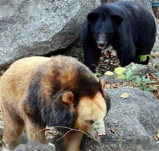 柬埔寨熊保护区有一头黄色的黑熊,外形像狮子,每次出现都异常受欢迎!