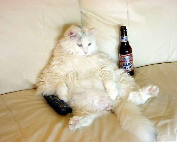 我家猫比人还颓废怎么办