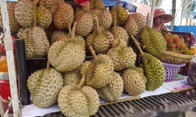 柬埔寨贡布榴莲严重滞销,网友:$10一公斤咋不去抢?