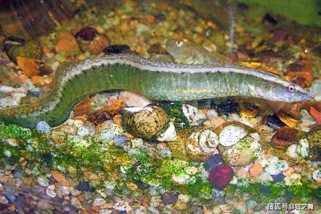 人称刺鳅,常以为有毒不能吃,殊不知价值珍贵50元一斤