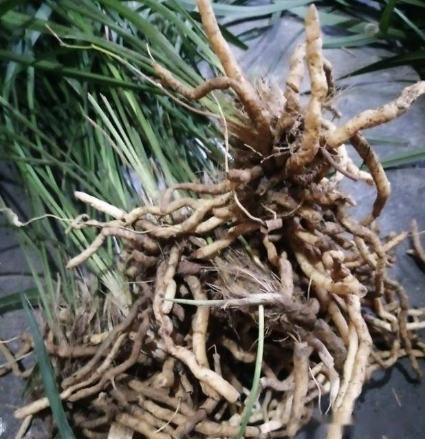 兰花换盆浇过一次定根水之后,就可以放在阴凉通风的