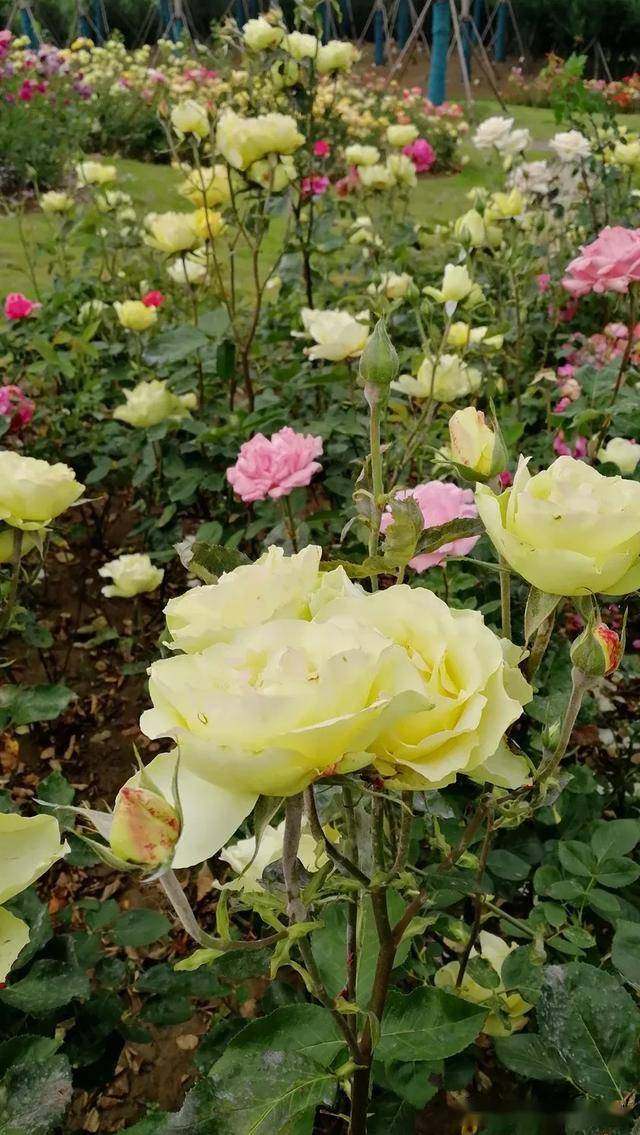 城南植物园5月底具备开园条件