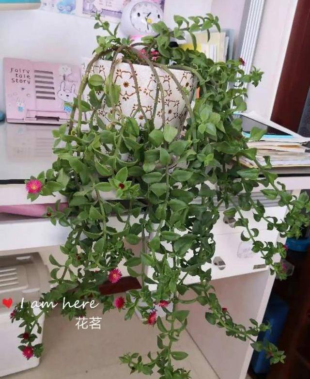 18种能长成绿窗帘的阳台花,2个月垂下1层楼,好看又遮阴