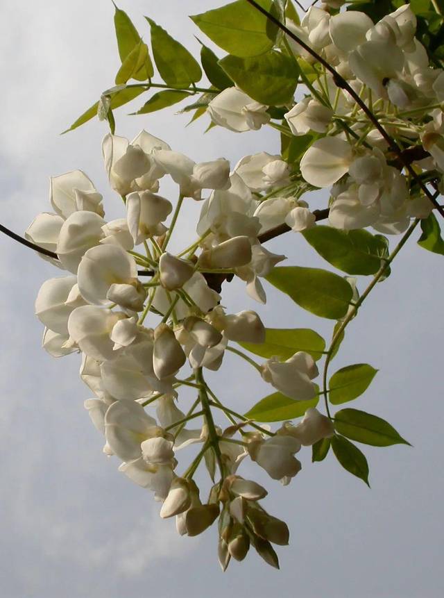 全部用于园艺观赏,其中白花藤萝是白色花,紫藤是紫色花的,藤萝介于