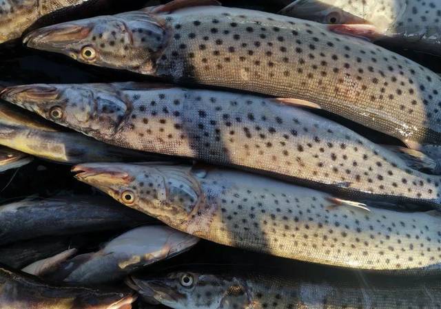 大兴安岭金牌美食冷水鱼 "三花五罗"