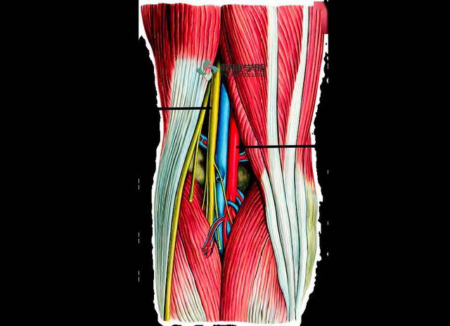 于股后部和腘窝下行至腘肌上缘, 行经比目鱼肌前面,伴腘动脉下行至