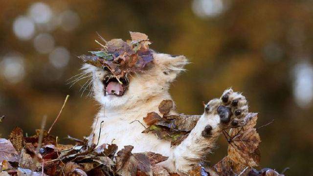 小狮子玩落叶上瘾 奶凶模样萌翻众人 网友:猛兽不能卖萌哦