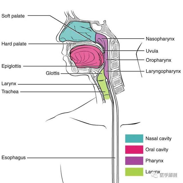 palate: 軟顎 hard palate: 軟顎epiglottis: 會厭 glottis: 聲門naso