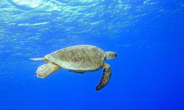 原创红海龟将全部变为雌性?未来没有雄性海龟,它们怎么办