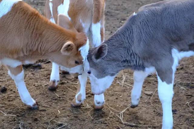 来看看我家养的小牛牛和喜羊羊吧