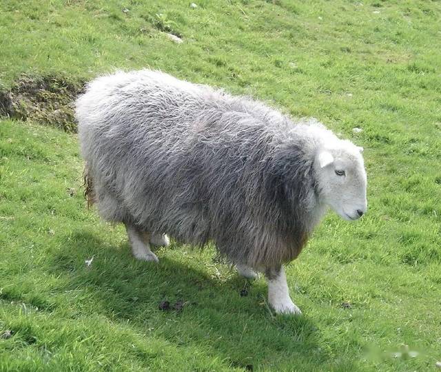 纳格兰羊图片