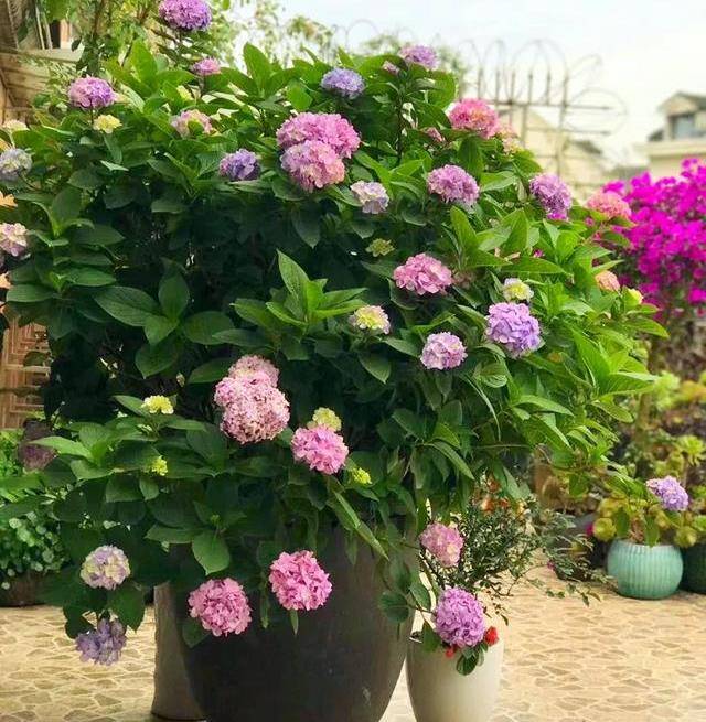 大水缸养花,30年不换盆,放门口就是传家宝!